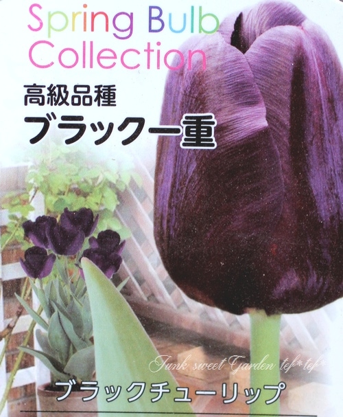 黒チューリップ 『ブラック一重』 芽出し球根 | すべての商品 | | Junk