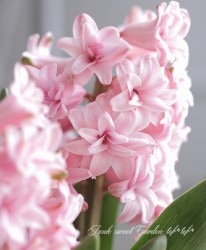 �ҥ䥷�󥹡��������㥹Ȭ�ź餭���إԥ󥯡١�