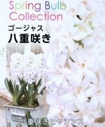 �ҥ䥷�� �������㥹Ȭ�ź餭 �إۥ磻�ȡ١�