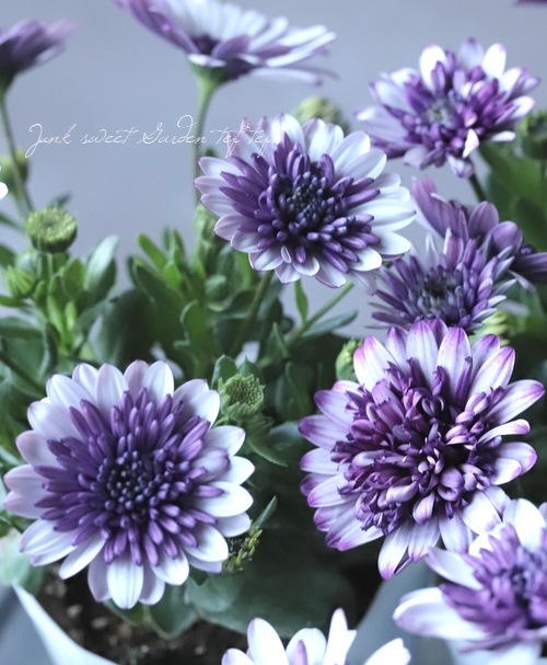 八重咲きダブル・オステオスペルマム 『ダークバイオレットホワイト