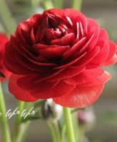 ʥ󥭥饹å꡼إϥǥ١