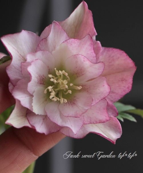 9  クリスマスローズ種 クリスマスローズ・開花株！『ダブル咲き』 No.28473 | すべての商品