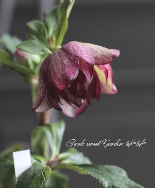 クリスマスローズ・開花株！『ダブル咲き』 No.24178 | すべての商品