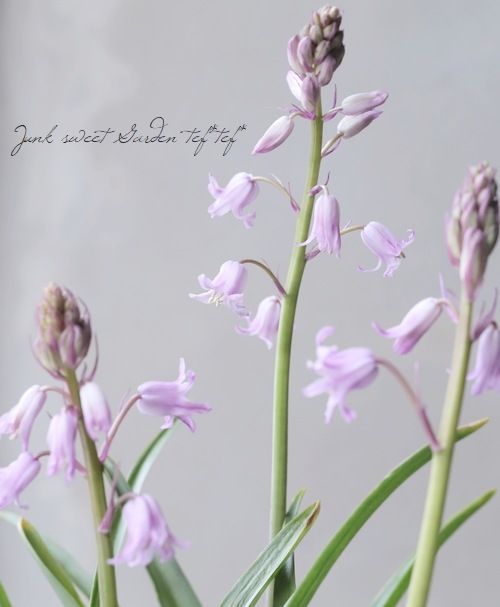 球根植物】 ヒアシンソイデス 『クイーンオブザピンク』 シラー