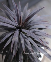 ��å����إǥ���ƥ������ʡ١�No.C