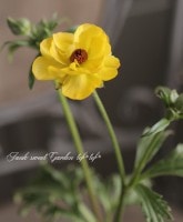 ʥ󥭥饹å꡼إƥߥ