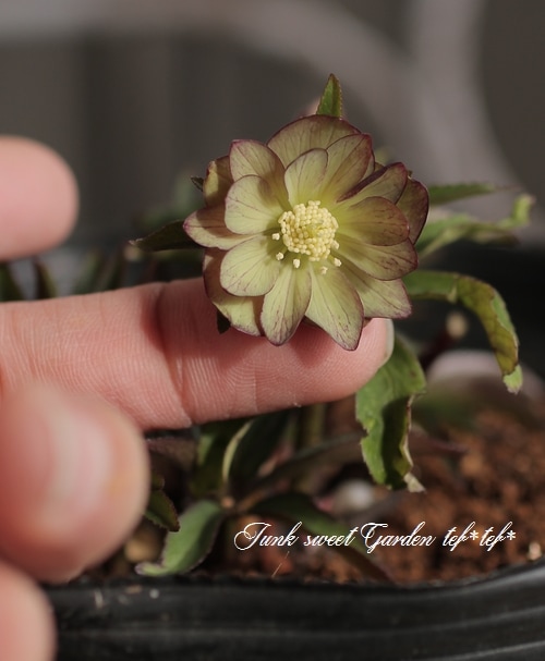 ddグリーンバイカラー極小輪(分け株) クリスマスローズ開花株005 014