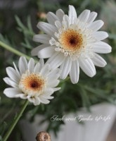 ����ݤݺ餭�ޡ�����åȡ��ؤݤݤ���١����꡼��