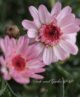 ����ݤݺ餭�ޡ�����åȡ��ؤݤݤ���١��ԥ�