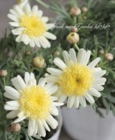 ����ݤݺ餭�ޡ�����åȡ��ؤݤݤ���١���������