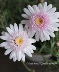 ����ݤݺ餭�ޡ�����åȡ��ؤݤݤ���١��������ȥԥ�