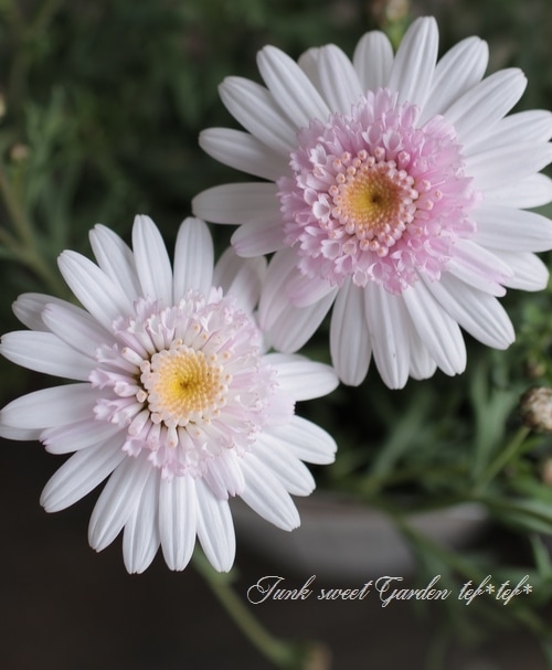 たんぽぽ咲きマーガレット ぽぽたん スイートピンク すべての商品 Junk Sweet Garden Tef Tef