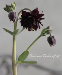 Ȭ�ź餭�����ޥ����إ֥�å��Х�����  ����������