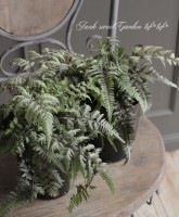 �˥��������������ꥦ�� �˥ݥ˥��ࡡ�إ᥿�ꥫ���