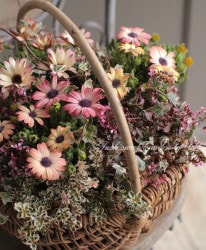 �ھ�����ݡ� �����ƥ����ڥ�ޥࡦ�ѥƥ��� �إ��ȥ��٥꡼����ȡ�