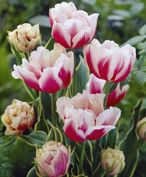 冷蔵チューリップ・約7球植え 大人色！八重咲き 『斑入りトップ