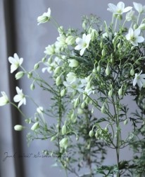 ���Х���ޥ������إ����ȥޥˡ����硼�١�