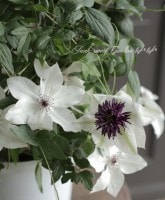 Ȭ�ź餭����ޥ����إӥ��ͥå��ܥԥ�������2�ʼ￢���١�