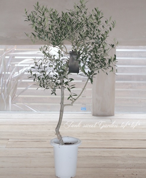 新年の贈り物 小豆島で育てたオリーブの木 ネバディロブランコ N04