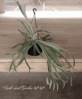 ����С��꡼�ա����������إ����������١إ٥������١����տ�ʪ�����ʼ