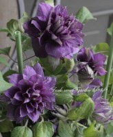 ����ޥ������ػ�ä�¡�-������ǥ�-��