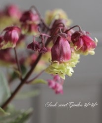 Ȭź餭󥳥ǥ إˡǥ١