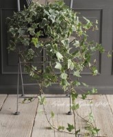 ���󥰻�Ω�ơ�������إǥ顡�إۥ磻�ȡ�