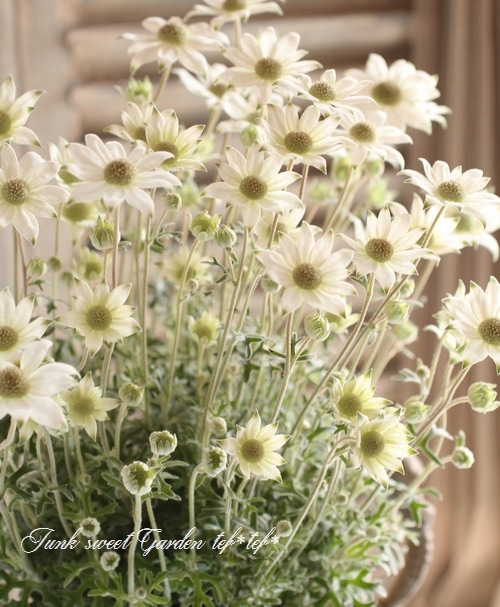 小輪フランネルフラワー 『天使のウィンク』 | すべての商品 | | Junk