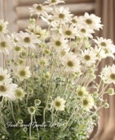 ���إե��ͥ�ե�����ŷ�ȤΥ����󥯡�