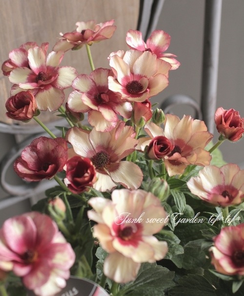 ラナンキュラス ラックスシリーズ 『テセウス』 綾園芸さん育種！生産