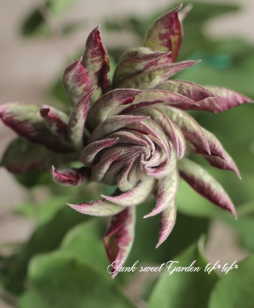 クレマチス 『花炎』 | すべての商品 | | Junk sweet Garden tef*tef*