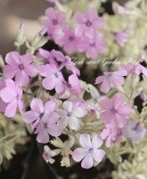 ���դ�ȴ������������������ɺ��ե��å������ץ�����٥󥹡��إХꥫ�������ԥ󥯡�