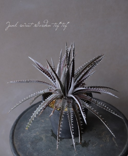 デイッキア 2頭 特選鉢植え 多頭 プロメリア アガベ 珍奇植物 多肉植物 デイッキア 2頭 特選鉢植え 多頭 プロメリア アガベ 珍奇植物