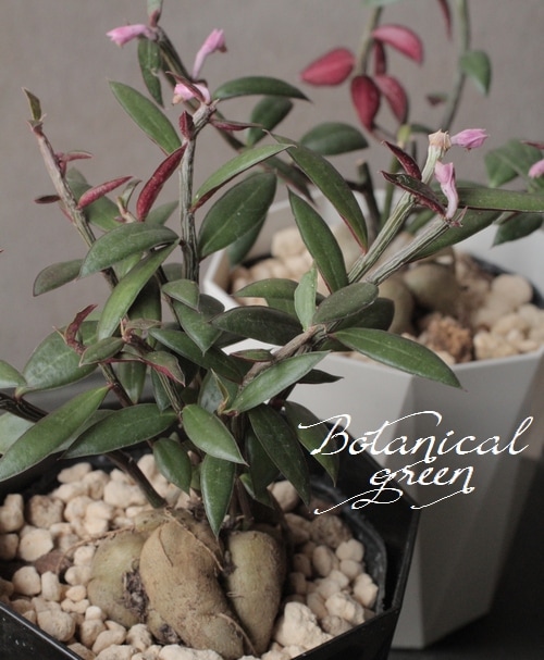 塊根植物 CAUDEX コーデックス『モナデニウム・ルベルム