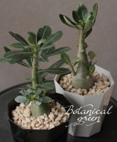 ������ʪ��CAUDEX �����ǥå����إ��ǥ˥���١������ΥХ�