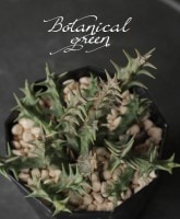 ¿����ʪ������٥� �إǥ����