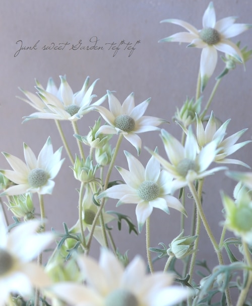 1点物 リトルウッズ ドライフラワー R-376 ドライフラワー - 優里（フル）