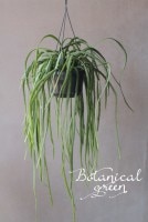 ��ץ��ꥹ���إۥ�ӥ����ʡ١������ܥƥ�