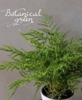 �ץƥꥹ���إ��ȥ�ߥʡ�