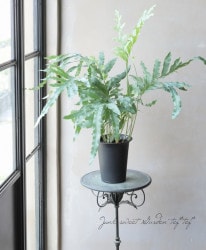 �ڴ��տ�ʪ�� �ե�ܥǥ����ࡦ�����쥦�ࡡ�إ֥롼�������� �ݥ�ݥ�����