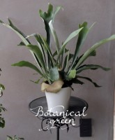 ��������󡡡إͥ���󥺡١��إͥ������ɡ١��ӥ����������ӥե륫�ĥ�