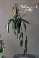 ���ԥե���ࡡ�إ�����ޥˡ��١������㥯���ܥƥ�¿����ʪ