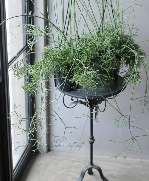 観葉植物 リプサリス ケレウスケラ 葦サボテン すべての商品 Junk Sweet Garden Tef Tef
