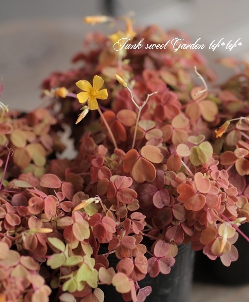 ブッシュオキザリス 『黄昏 -たそがれ-』 | すべての商品 | | Junk