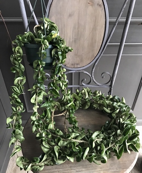 ホヤ・カルノーサ 『コンパクタ』 若干斑入り！ | すべての商品