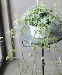 �إǥ顦�إ�å�������No.F��