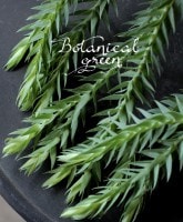 �ꥳ�ݥǥ����ࡦ����������ࡡ�եڥ른������ �����٥꡼��