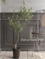 ���꡼�֡��إ��ץ�å����Ρ١������ɤ����ɳ������ߺϲ�souju�����Ω�ơ�no.2