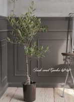 ���꡼�֡��إ��ץ�å����Ρ١������ɤ����ɳ������ߺϲ�souju�����Ω�ơ�no.6