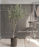 ���꡼�֡��إ��ץ�å����Ρ١������ɤ����ɳ������ߺϲ�souju�����Ω�ơ�no.7